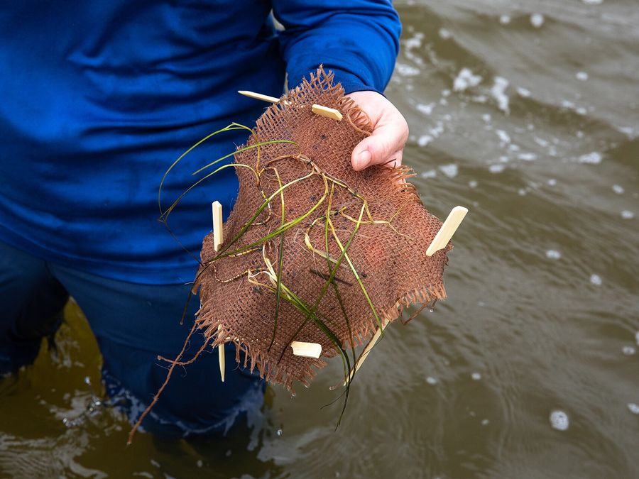 Seagrass on a hessian mat
