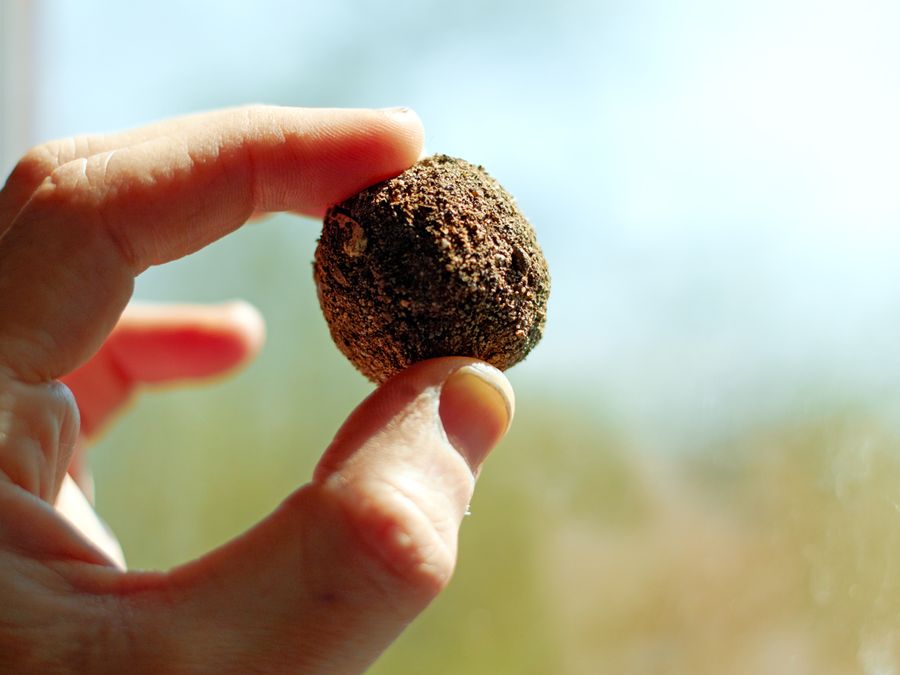 A seed ball (land example)