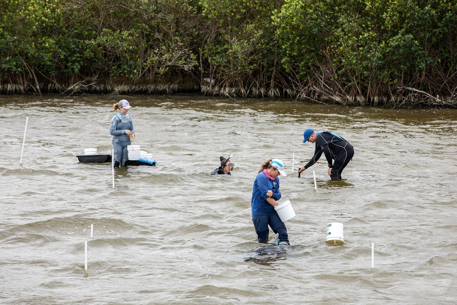 Volunteers wading in a lagoon, planting seagrass by hand
